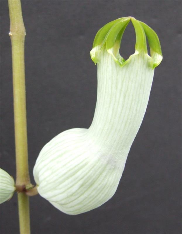 ceropegia-ampliata-sukulentas-lauke-sultingas-žydintis augalas