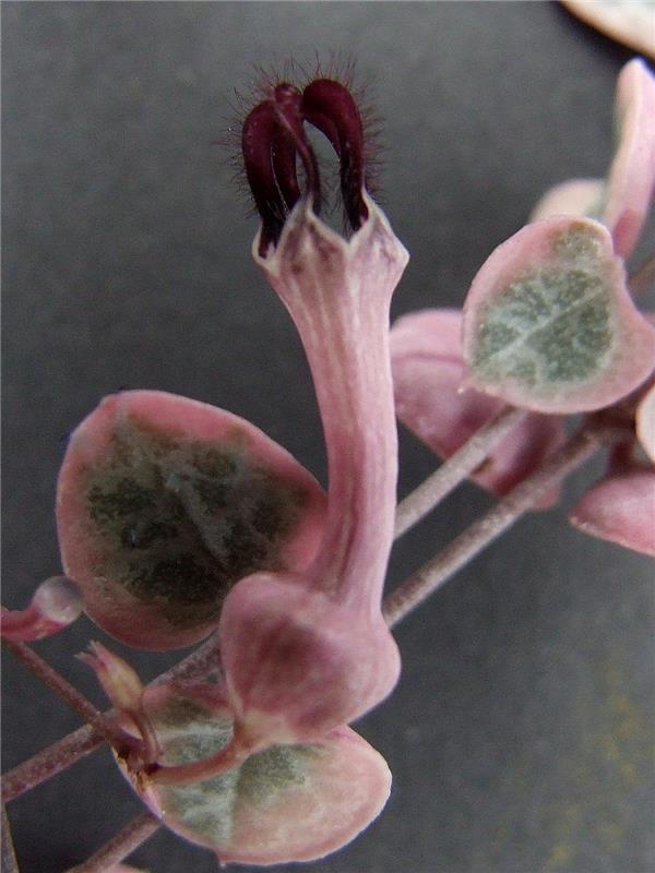 ceropegia-rose-succulent-grasse-les-cactus-aloe