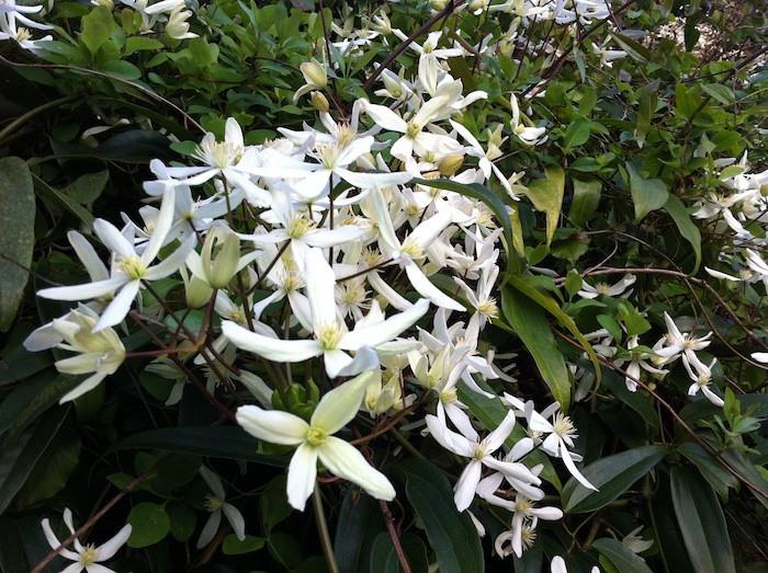 Clematis-armandii-gėlės-žiemos augalas-ruduo