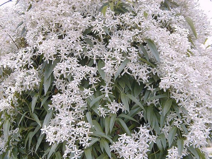 klematis-armandii-žiemos augalas-baltos-rudens gėlės