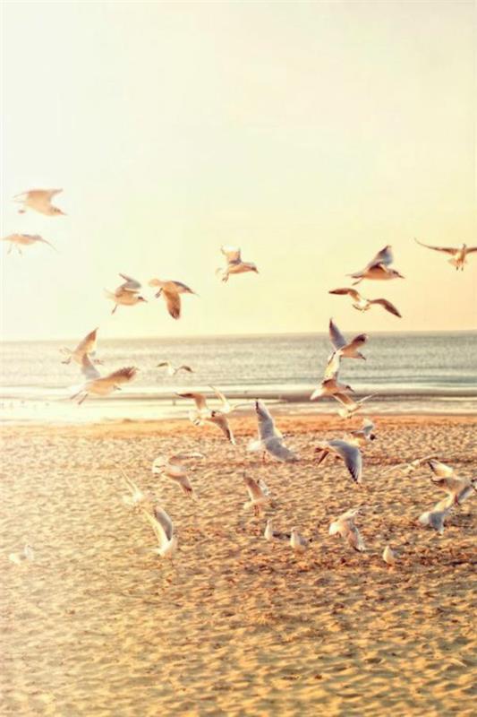 Sončni zahod-na-morju-pesek-morske ptice