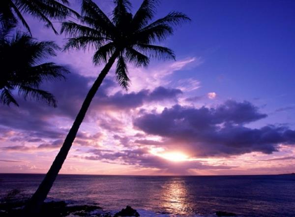 Sončni zahod-nad-morjem-vijolična-palma