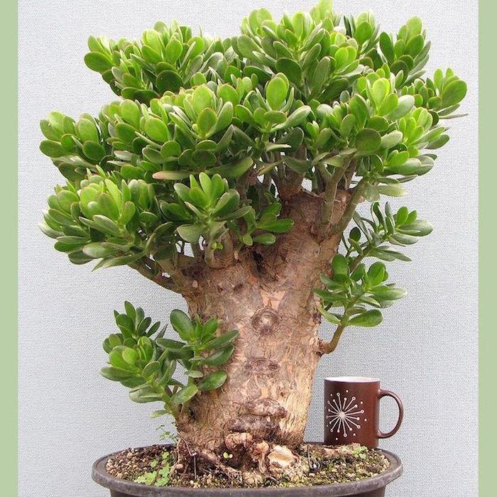 crassula-ovata-jade-tree-sukulentinis augalas