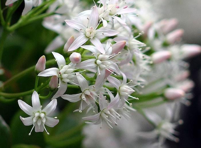 crassula-ovata-gėlės-žiemą žydintys augalai-gėlių balkonas