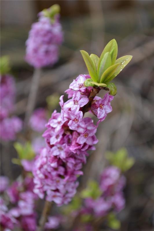 daphne-mezereum-daphnes-žiemos gėlės-rožinė-vasaris