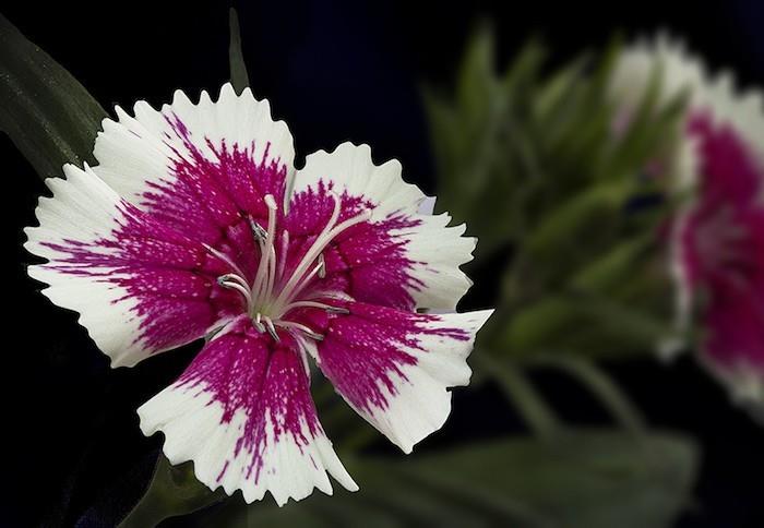 dianthus-barbatus-gvazdikai-žieminiai augalai-gėlės