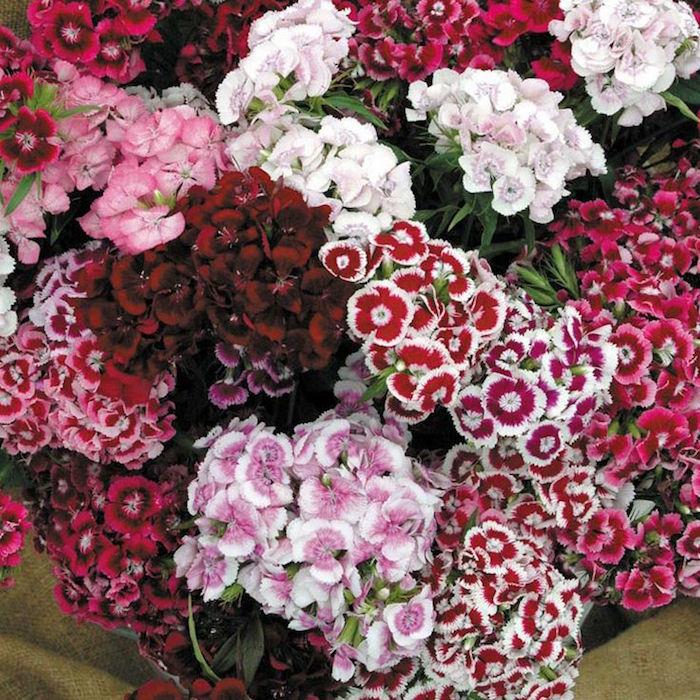 dianthus-barbatus-gvazdikai-poetai-žiemos gėlės