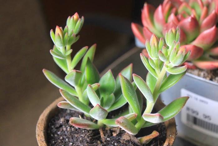 echeveria-sukulentas-sultingas augalas-lauko-patalpos