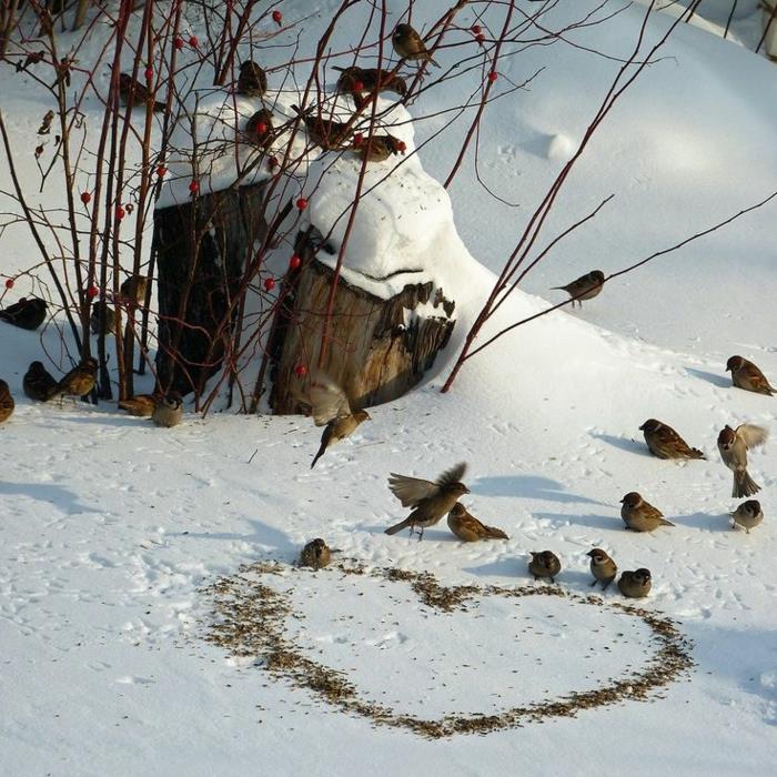 Parlak-duvar kağıdı-kış-dağ-fotoğraf-kış-görüntü-ücretsiz-kuşlar-kış-manzarası