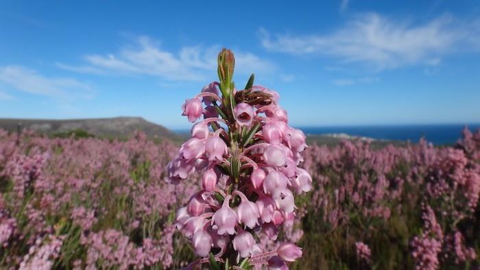 erica-viržiai-rožės-butas-žiemos-gėlės-sniegas