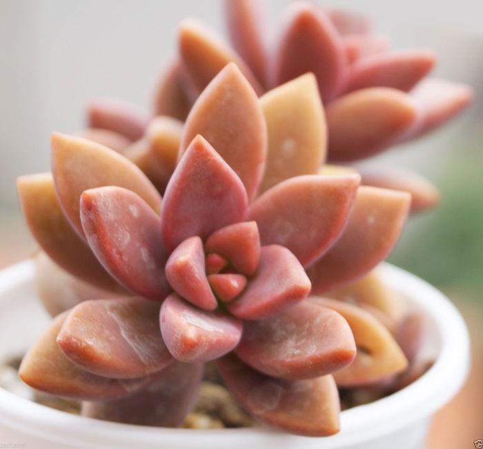 graptosedum-bronzos-sultingi-sultingi augalai-echeveria-ficoide-alavijo-agavos-kaktusas