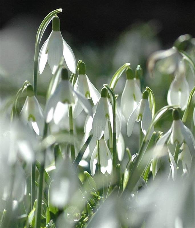galanthus-nivalis-žiemos-gėlės-snieguolės