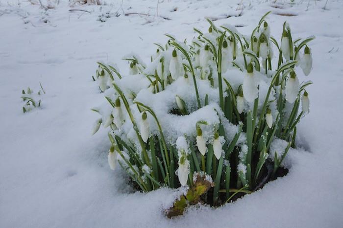 Galanthus nivalis snieguolės žieminių gėlių sodas