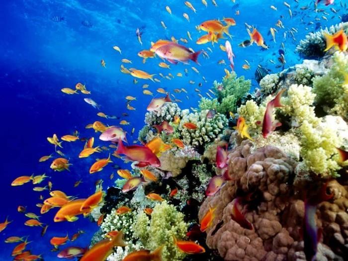 Büyük Bariyer-Resifi-balık-ölmeden-yapılacaklar-listesi