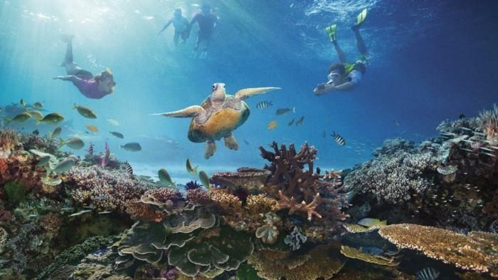 Büyük Bariyer-Resifi-balık dalışı ölmeden önce yapılacaklar listesi