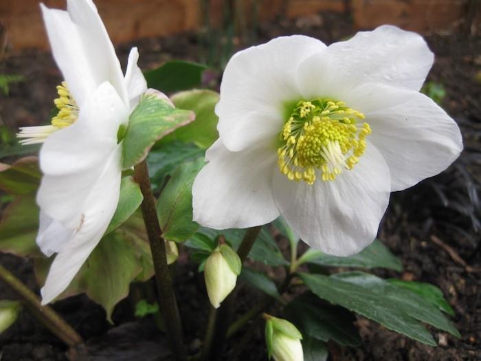 helleborus-niger-gėlė-rudens-žiemos gėlės