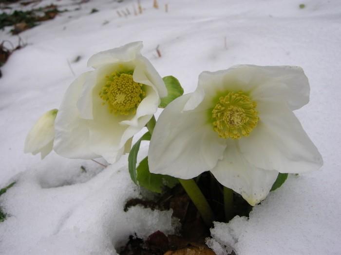 helleborus-niger-žiemos gėlės-sodo augalai-balkonas