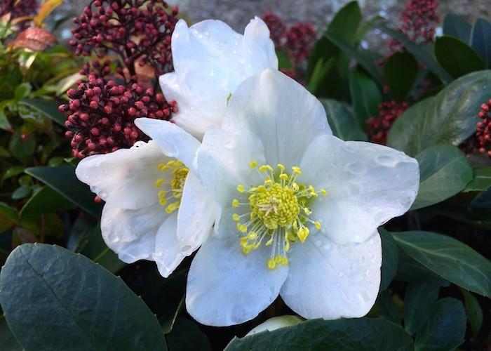 helleborus-niger-plant-žiemos-rudens-žiemos gėlės