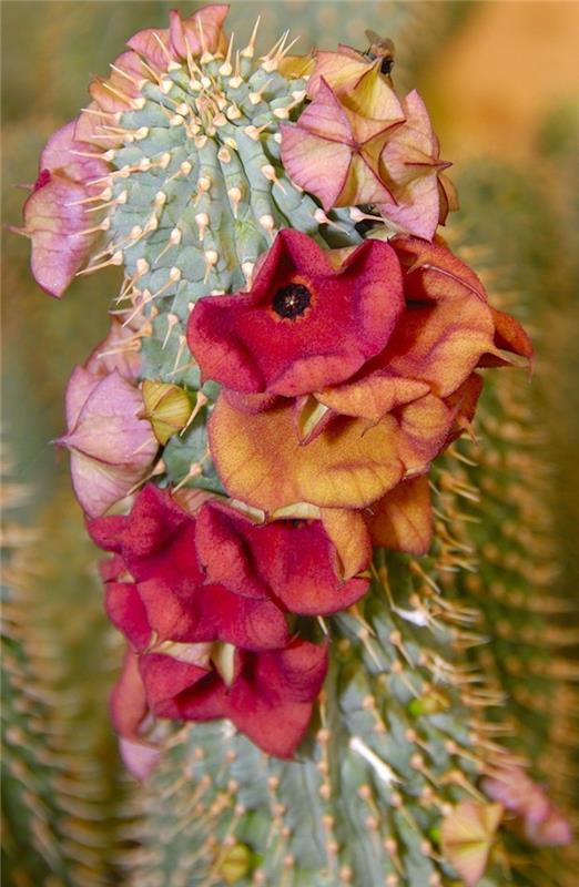 Hoodia Ruschii-sočna sočna rastlina kaktusov cvetja