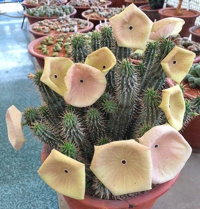 hoodia-gordonii-kaktus-sočno-sočno-cvetoča rastlina