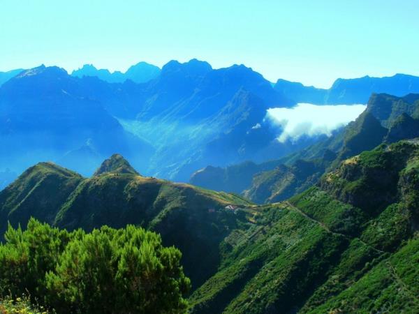 Madeira-doğa-muhteşem-Portekiz-güzel-bitkiler