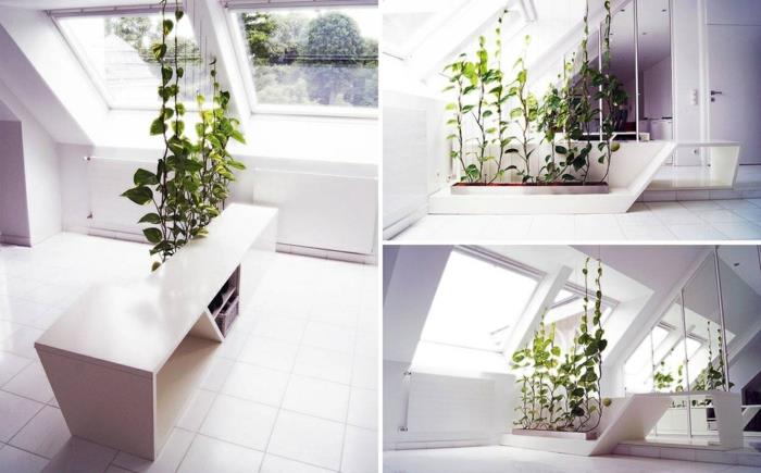 Kambariniai-žali augalai-kambariai-dezaktyvuojantys žalieji augalai