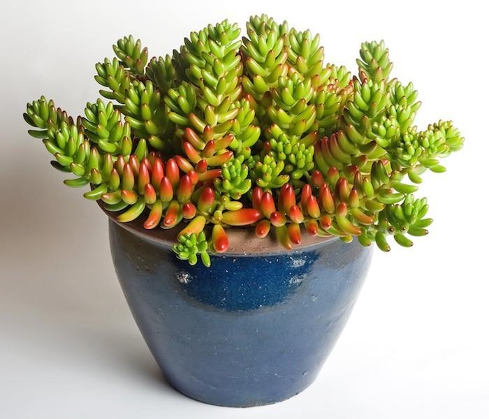 sedum-rubrotinctum-sobni-sukulenti-sukulenti-v-loncih