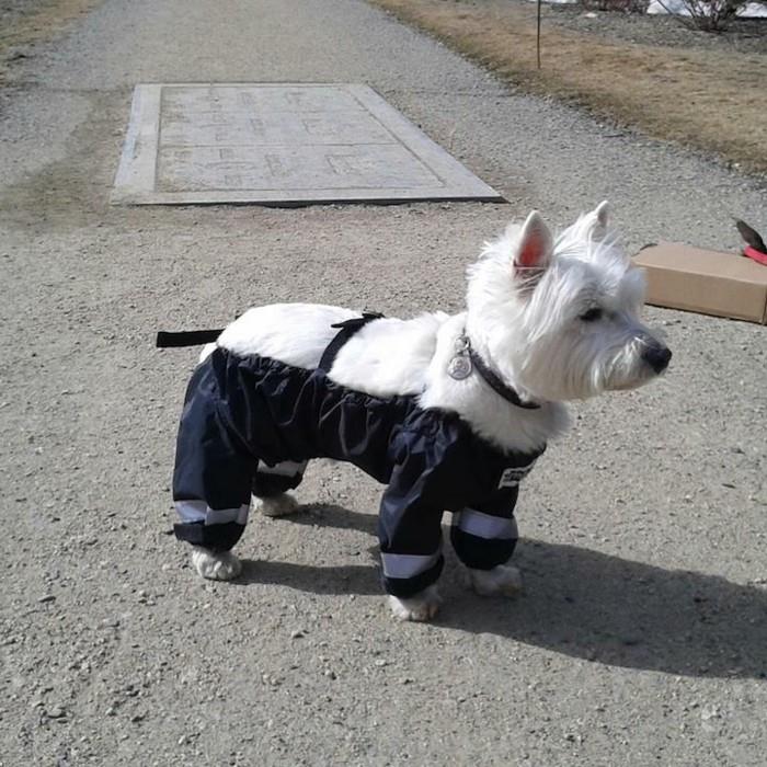 Chihuahua-božič-pasja oblačila-poceni