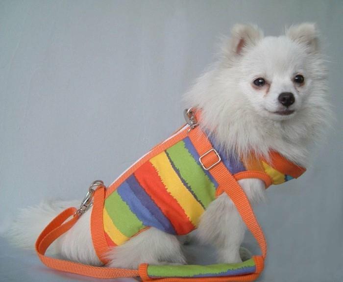 Chihuahua-pasja-oblačila-poceni-oblačila