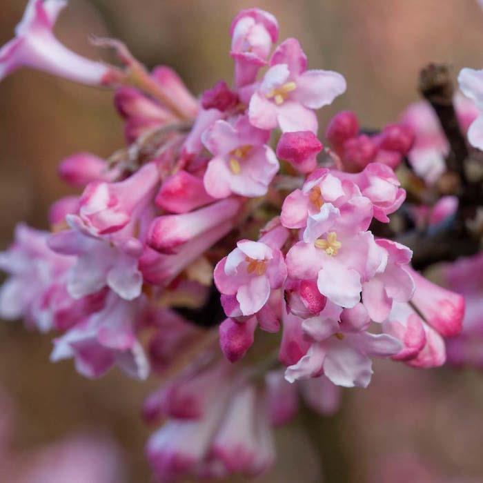 viburnum-x-bodnantense-žiemos augalai-gėlės-gėlių augalas