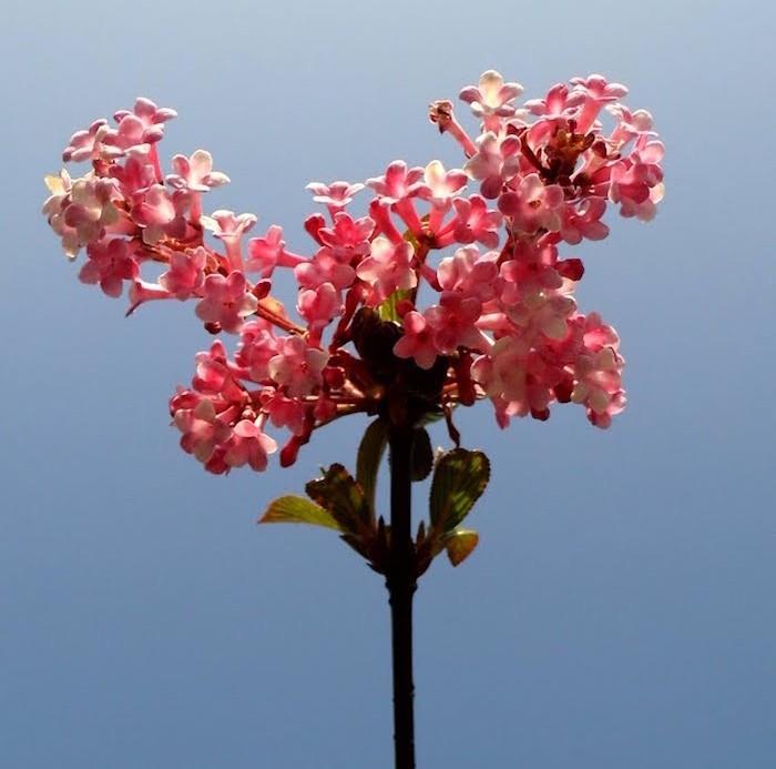 viburnum-x-bodnantense-viburnum-rožinė-žiemos gėlės