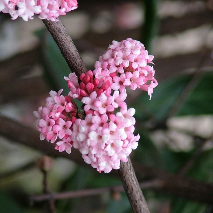viburnum-x-bodnantense-winter-plant-winter-winter-gėlės
