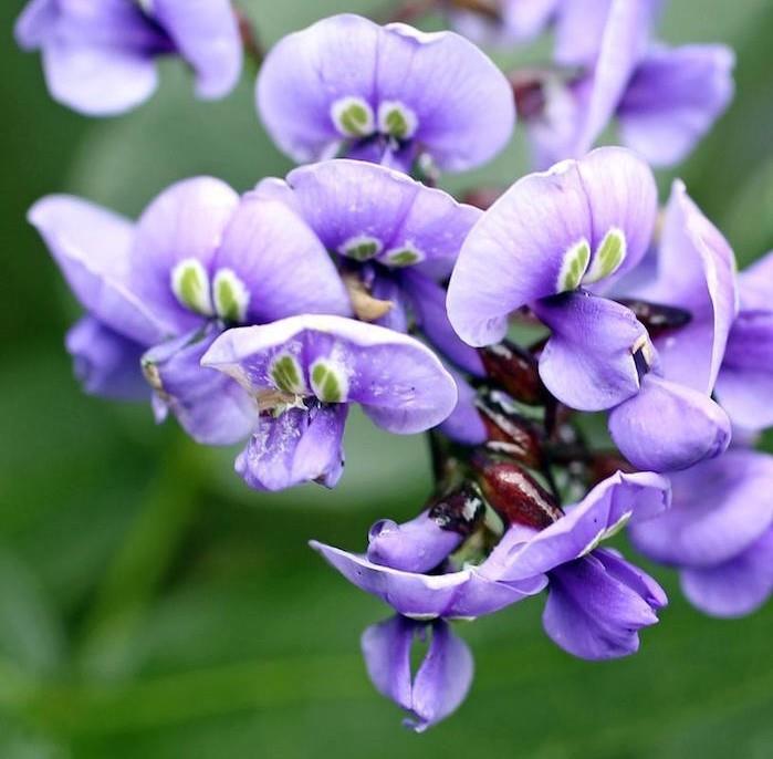 Violatai-viola-kasos-gėlės-atsparios-žiema