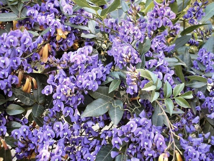 violaceae-violets-kasos-viola-gėlės-žiema