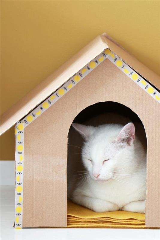 kačių prieglauda, ​​kačių namelis ir balta katė, kuri užmigo