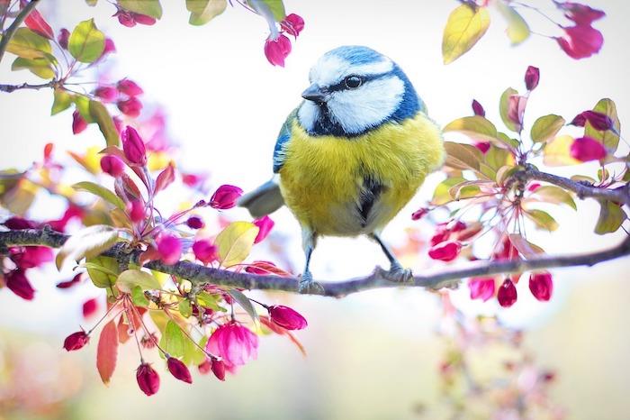 Ptica na veji, čudovite pomladne barve, cvetoče drevo s pomladno veliko ptico sisa
