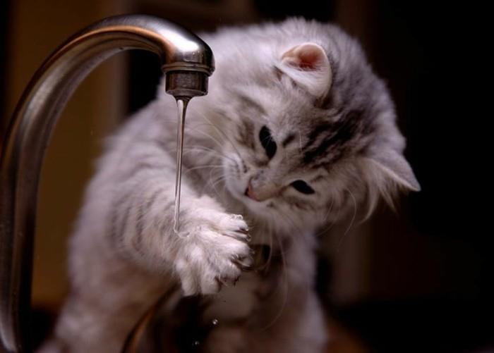 sevimli-yavru kedi-çok şirin-su-kedi-resimleri