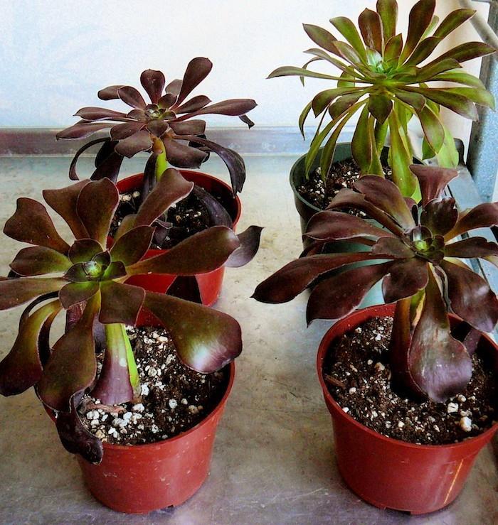 aeonium-sukulentai-lauko-sukulentų augalas