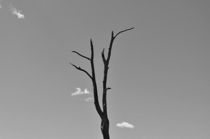 silhueto odtrganega drevesa, ki izstopa na ozadju sivega neba, umetniška črno -bela fotografija