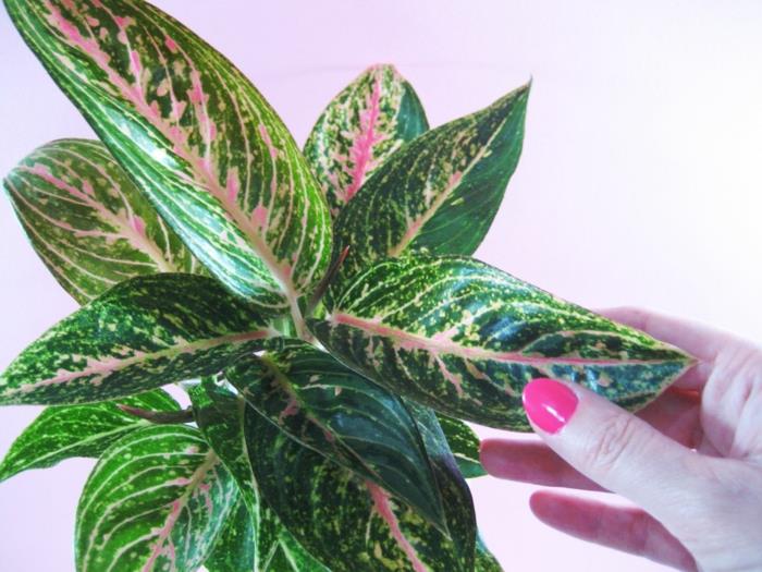 ışıksız banyo tesisi, yeşil ve kırmızı aglaonema, parlak renklerde dekoratif bitki, zen atmosferi