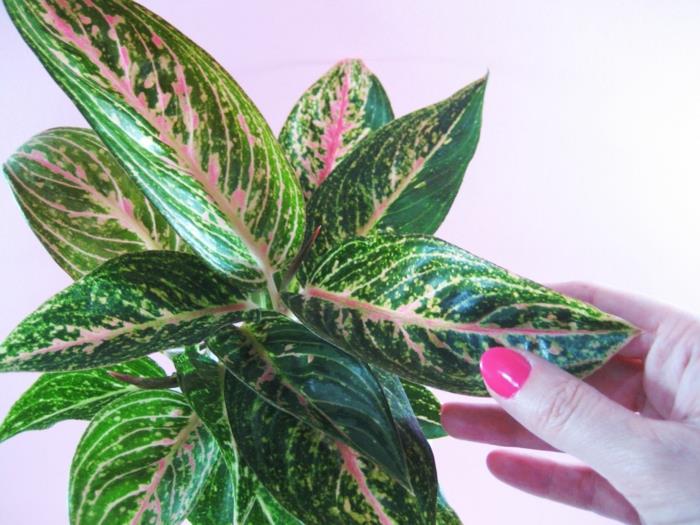 vonios kambarys be šviesos, aglaonema žalia ir raudona, dekoratyvinis augalas ryškiomis spalvomis, zen atmosfera