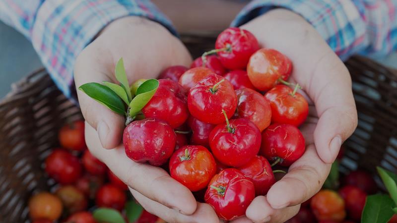 c vitamini açısından zengin yiyecek bazı kırmızı aserolas