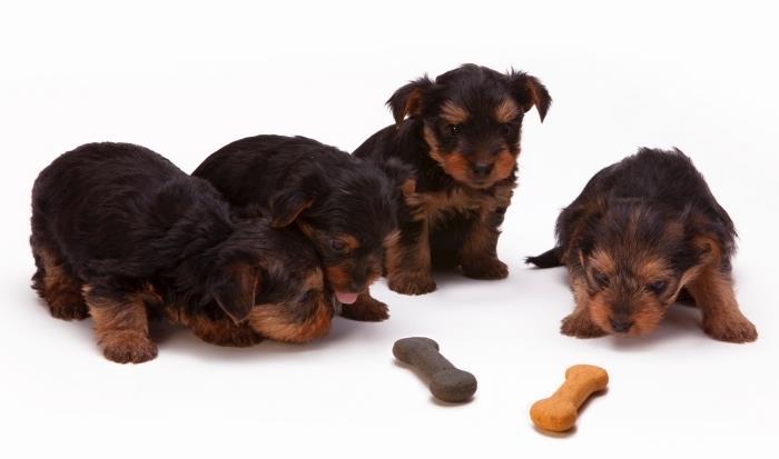 bir evcil hayvan için hangi mama, küçük köpekler için en iyi kuru mama, küçük köpek maması