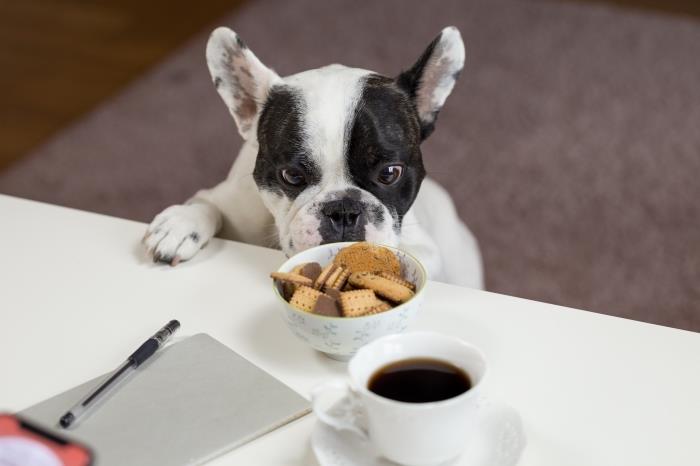 Sağlıklı bir köpek için hangi mama, 2019 köpek maması seçenekleri, sağlıklı evcil hayvan mamaları