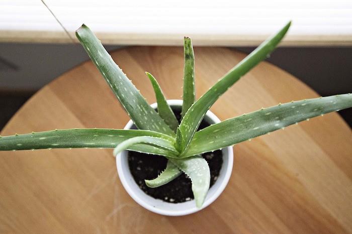 aloe-vera-house-plant-succulent-aloes-pot