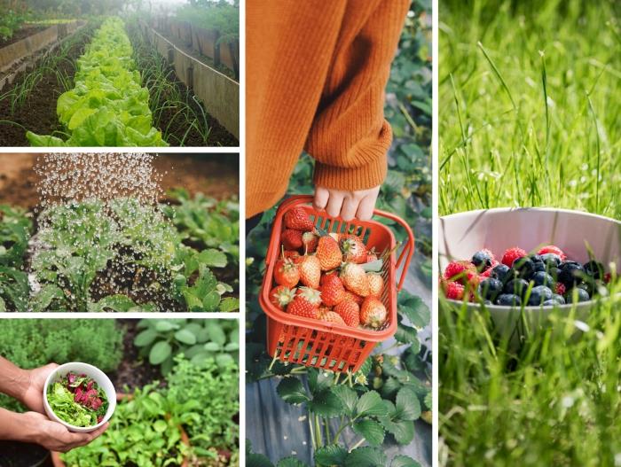 auginkite daržoves ir vaisius savo sode, sodo tendencijos 2020 m. valgomojo kraštovaizdžio kūrimas