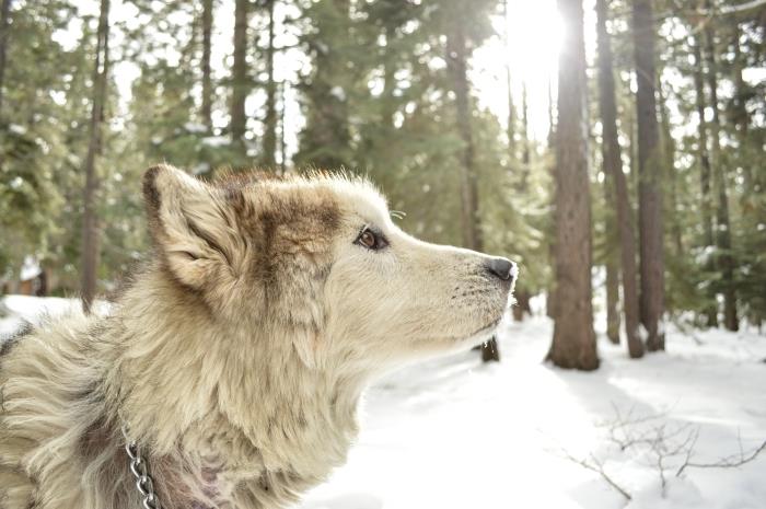karla kaplı bir ormandaki köpek fotoğrafı, kış temalı bilgisayar için ücretsiz duvar kağıdı fikri