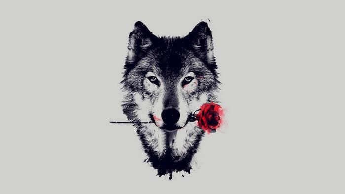 izviren in realističen model risbe črno -bele glave volka z rdečo vrtnico v ustih