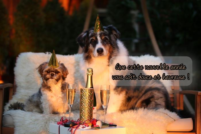 Srečna novoletna foto ideja 2019, fotografija hišnih ljubljenčkov in novoletno praznovanje 2019 z željo