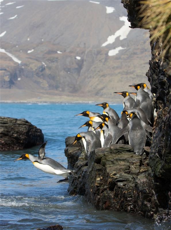 ekrano užsklanda graži nuotrauka, kurioje pingvinai šokinėja vandenyje, gamtos peizažas su uolomis ir vandeniu